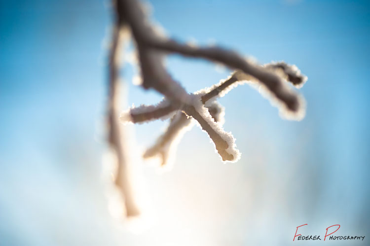 Branch covered in snow at sunrise